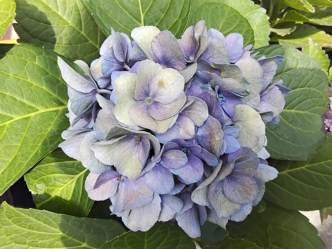 Нежный цвет - Дмитрий Никитин Нежный цвет - Дмитрий Никитин