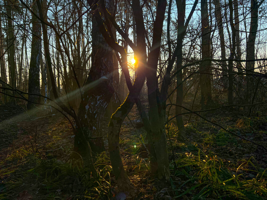 Сколковский восход - Алексей Чуркин