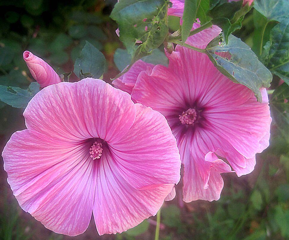 Двое - Елена Семигина Двое - Елена Семигина