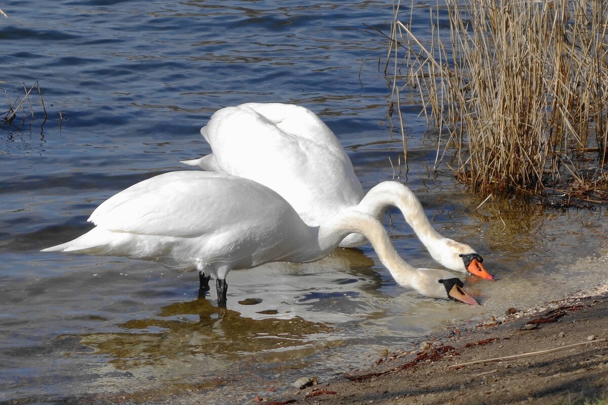 Лебеди в городском парке - Рита Симонова Лебеди в городском парке - Рита Симонова