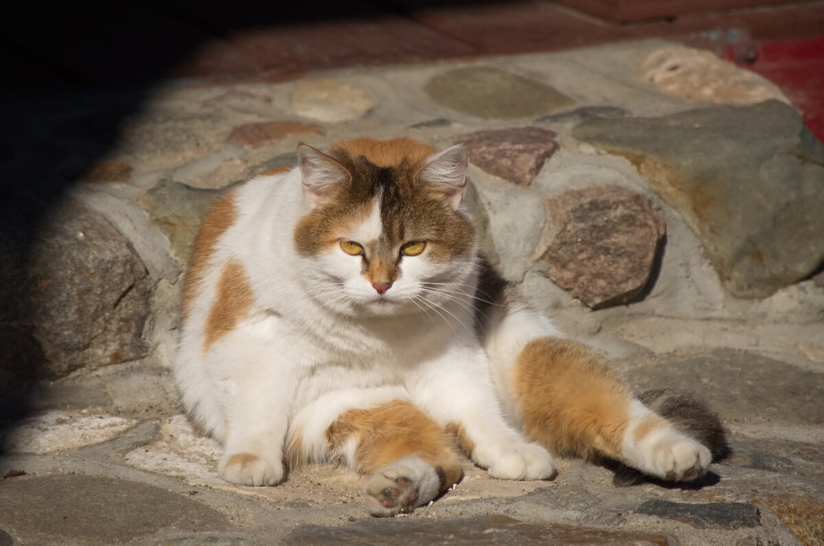 Греется на весеннем солнышке.....хранитель музея Плес... - Сергей Клапишевский Греется на весеннем солнышке.....хранитель музея Плес... - Сергей Клапишевский
