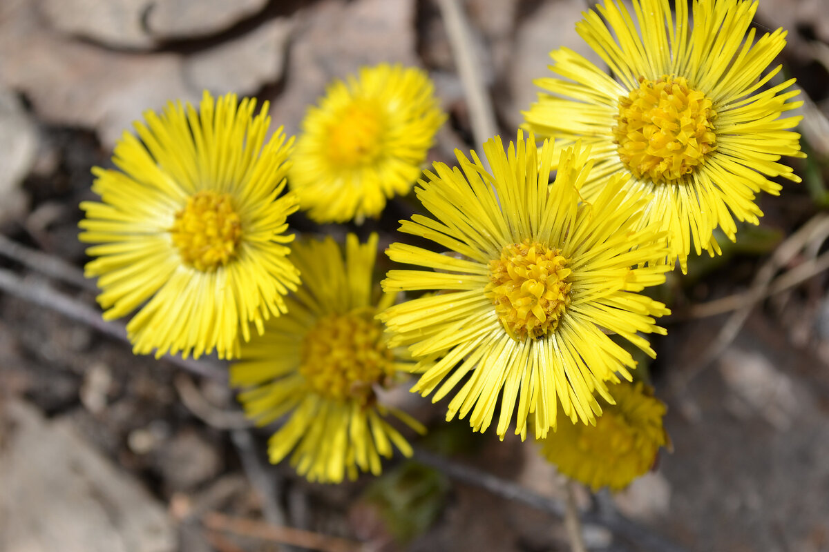 мать и мачеха - Ольга мать и мачеха - Ольга