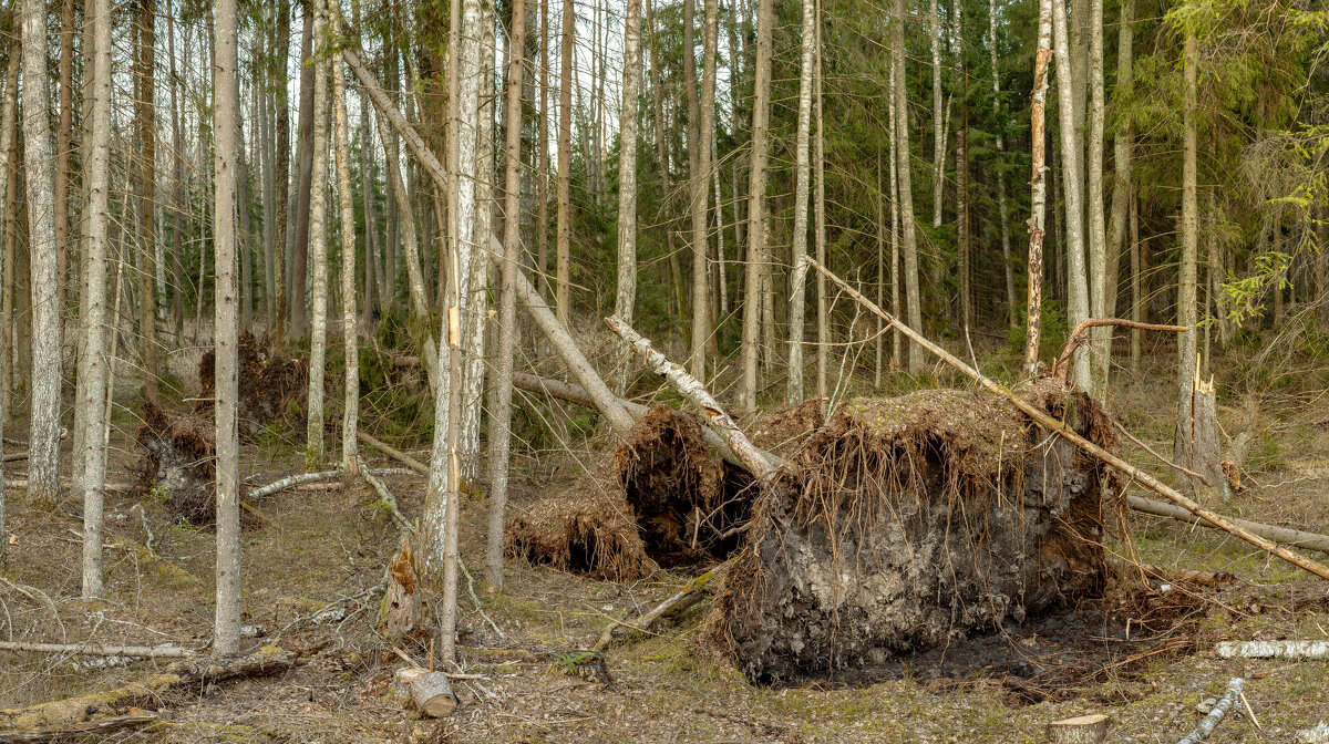 После бури - Григорий П