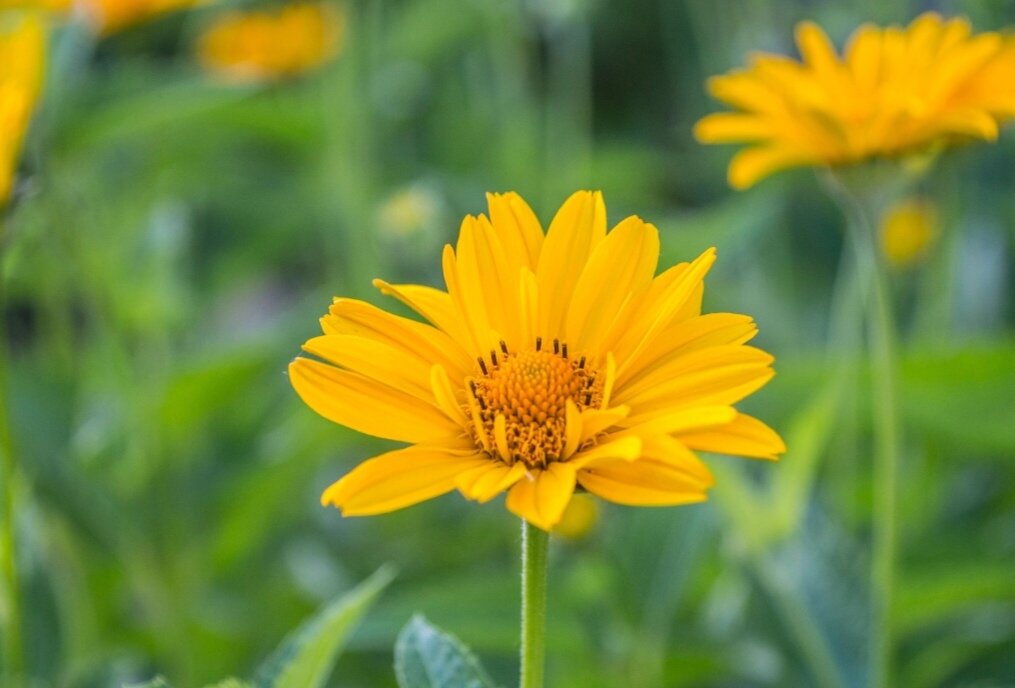 Цветок - Тамара Федорова