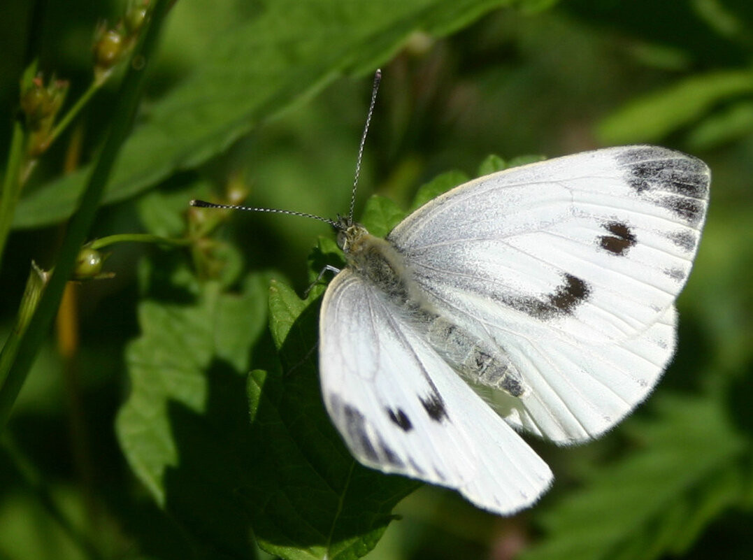 Пиерис брассика - Ivan VIKAR
