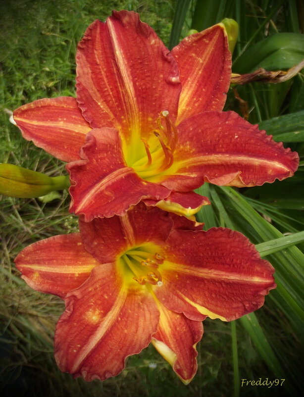 Лилейники - Freddy 97