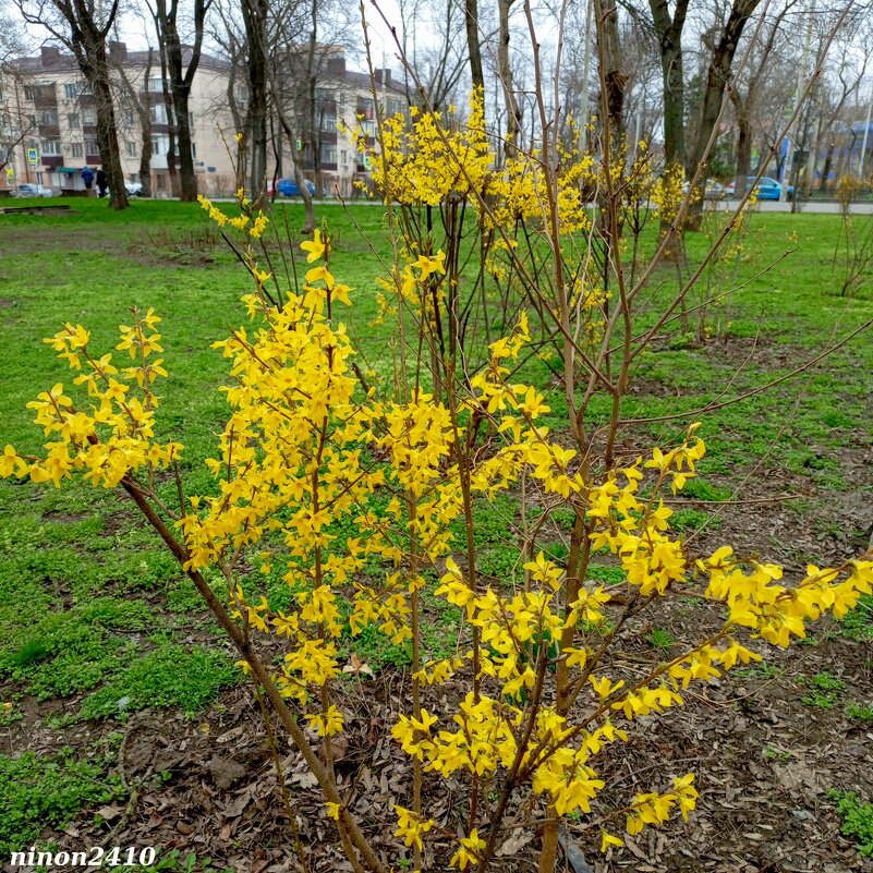 Ростовская весна - Нина Бутко Ростовская весна - Нина Бутко