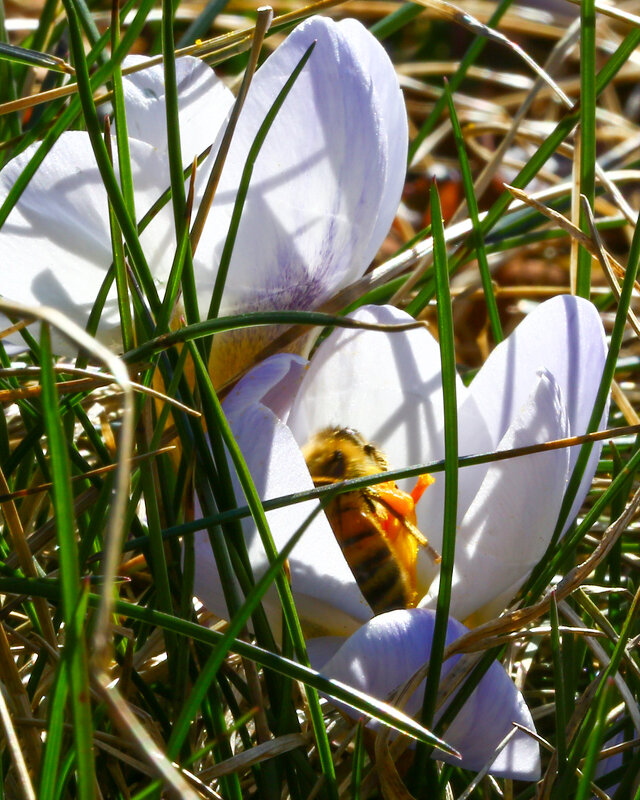 первые запахи весны - Александр Александр первые запахи весны - Александр Александр