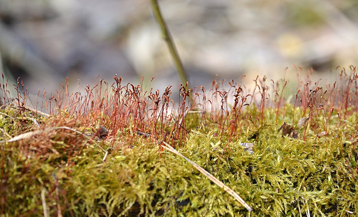 Мхи и лишайники - Татьяна Тюменка Мхи и лишайники - Татьяна Тюменка