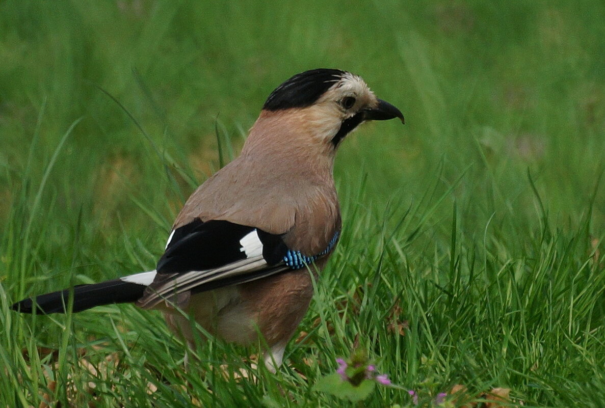 Про одну Сойку... - Николай Саржанов Про одну Сойку... - Николай Саржанов