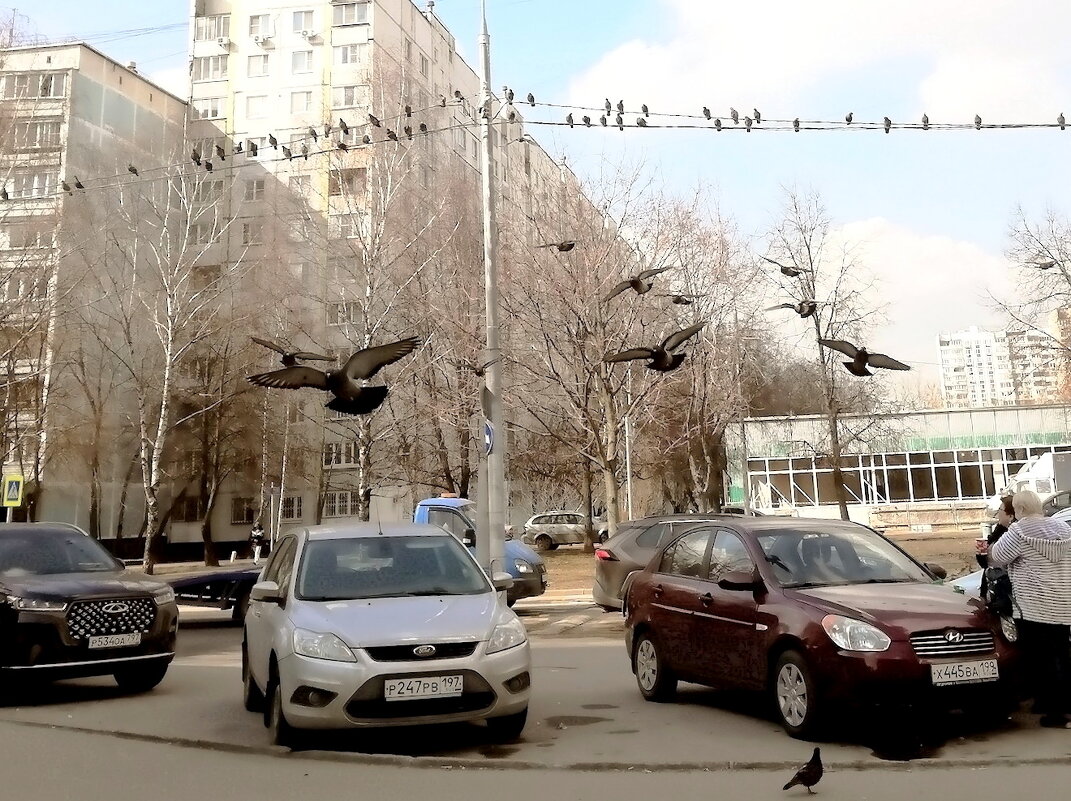 Летите, голуби, летите. Для вас нигде преграды нет. - Ольга Довженко Летите, голуби, летите. Для вас нигде преграды нет. - Ольга Довженко