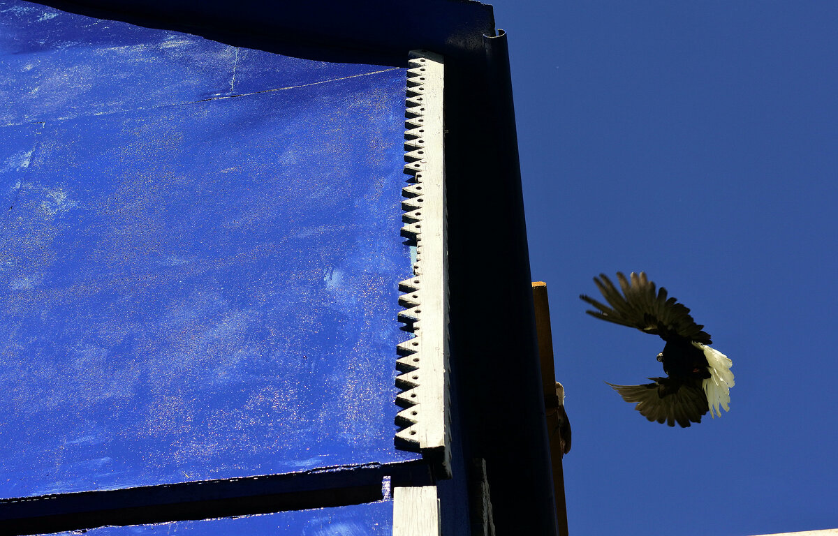 Пианист. - Эника. 