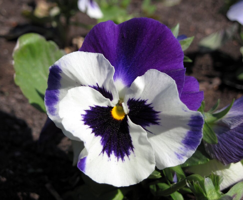 Они такие разные. - Ирина *** Они такие разные. - Ирина ***