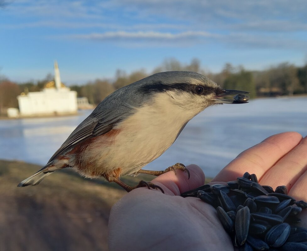 Поползень - Сапсан Поползень - Сапсан