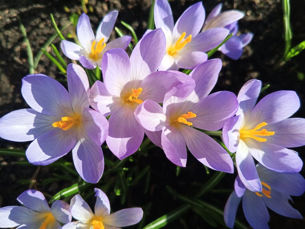 Крокус - Сапсан 