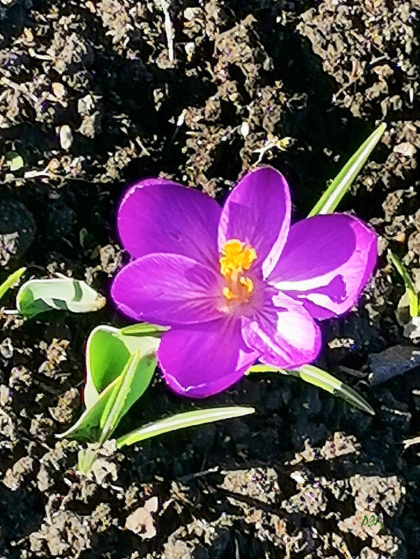 Крокусы-весенние первоцветы. - Роланд Дубровский Крокусы-весенние первоцветы. - Роланд Дубровский