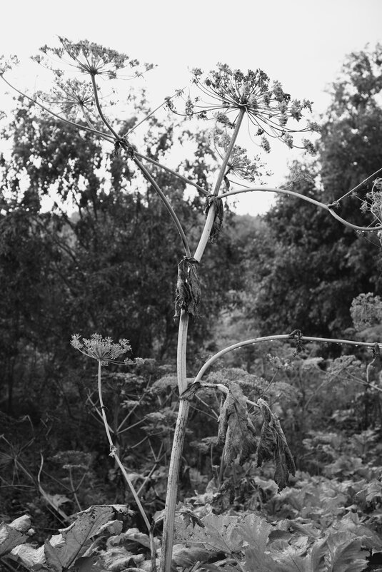 Название отсутствует - Денис Безногов Название отсутствует - Денис Безногов