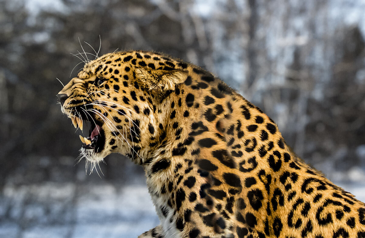 Леопард - SanSan 