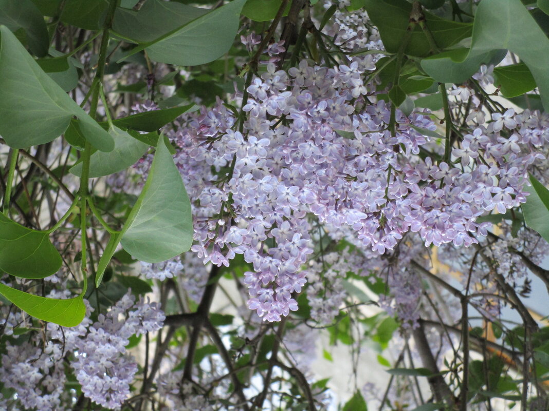 ....... - Елена Шаламова ....... - Елена Шаламова