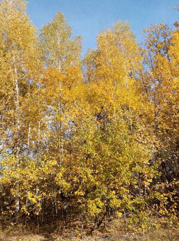 ,,, - Сергей Тимоновский