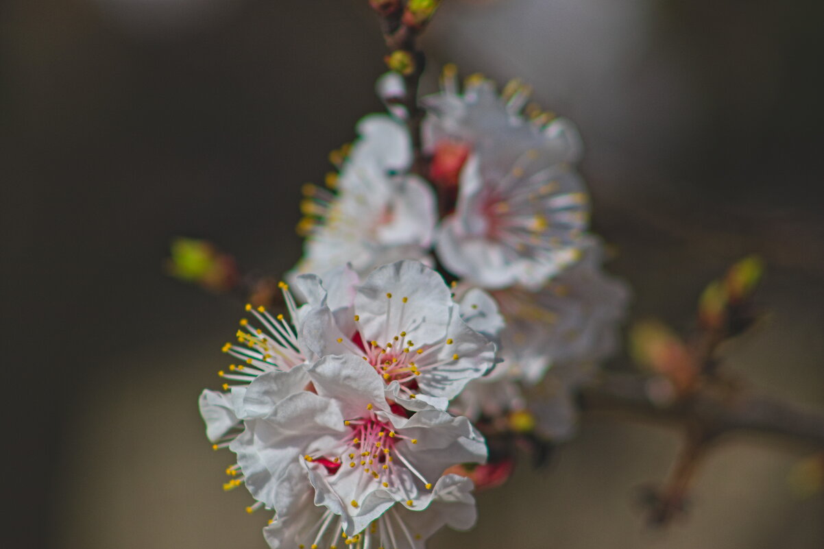 Миндаль - Giant Tao /