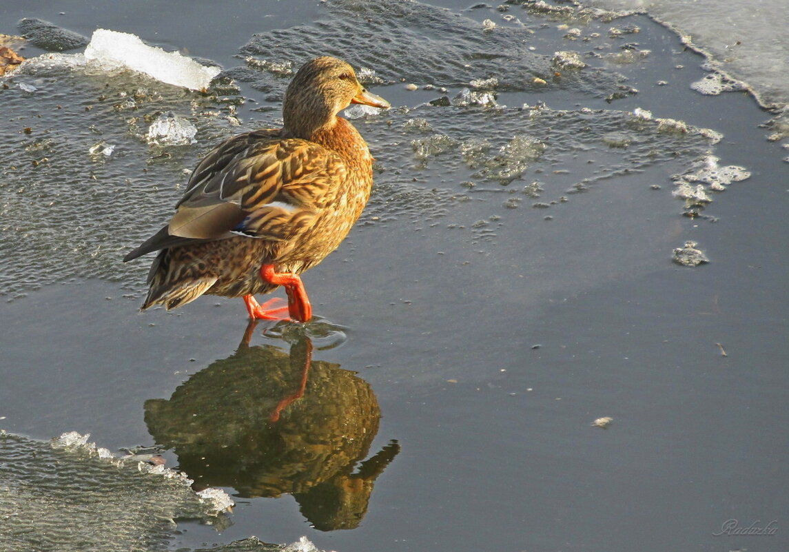 На солнышке - Raduzka (Надежда Веркина) На солнышке - Raduzka (Надежда Веркина)