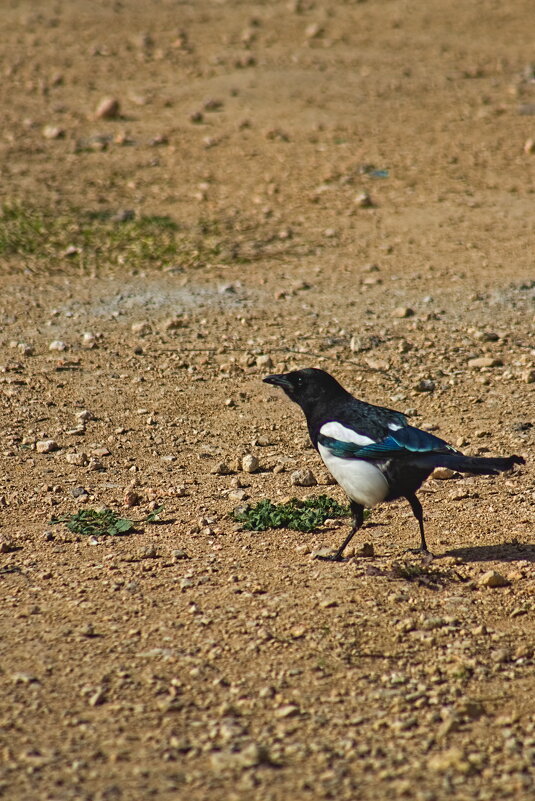 Сорока - Giant Tao / Сорока - Giant Tao /