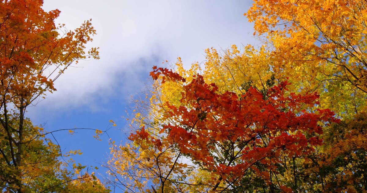 Буйство красок осени - Олег Зоркий