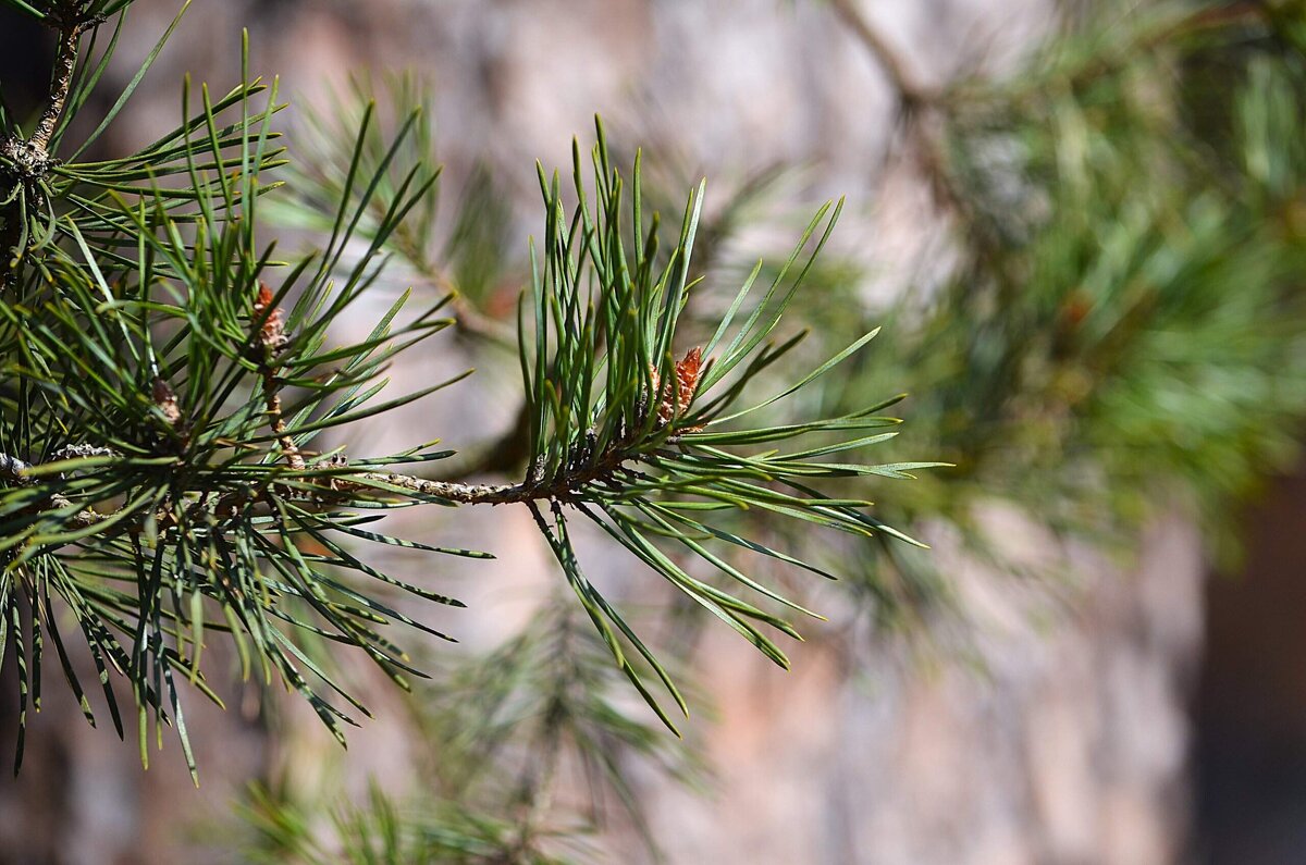 Веточка - Татьяна Тюменка