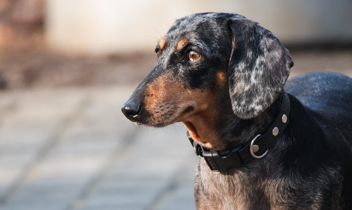 *** - Владимир Безбородов *** - Владимир Безбородов