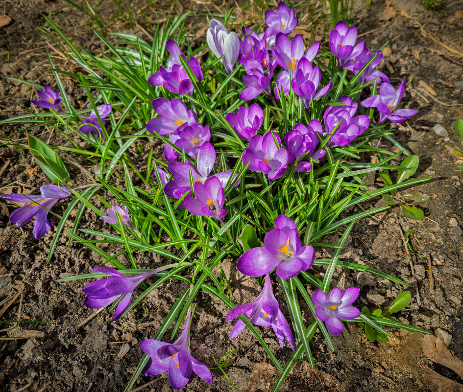 Крокусы. - Борис Калитенко Крокусы. - Борис Калитенко