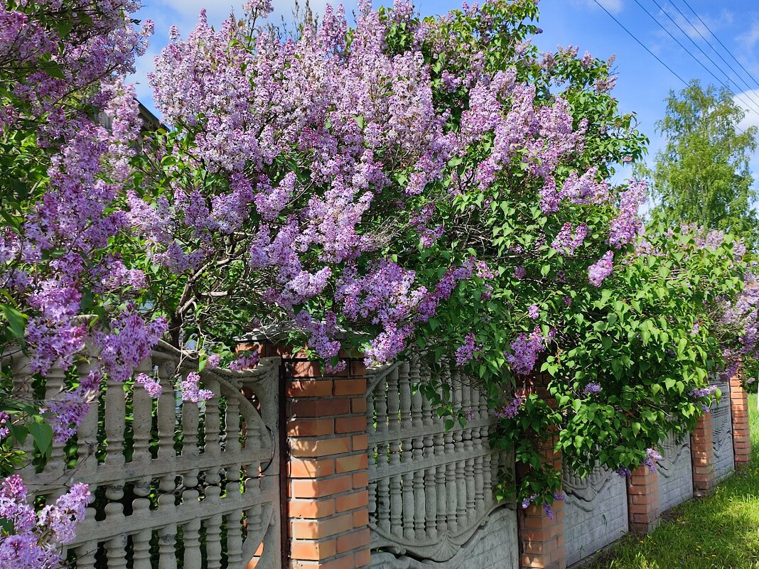 Сирень - Валентина Богатко Сирень - Валентина Богатко