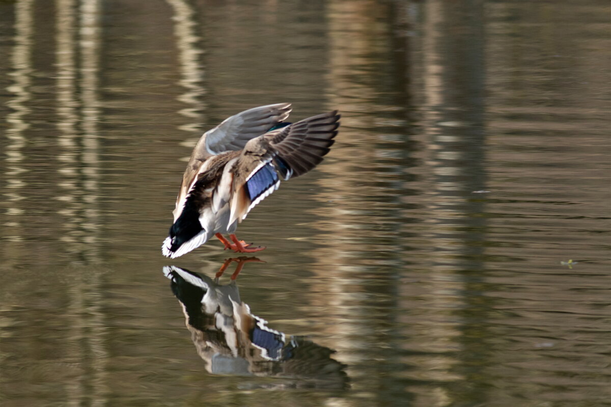 -- - vladimir -- - vladimir