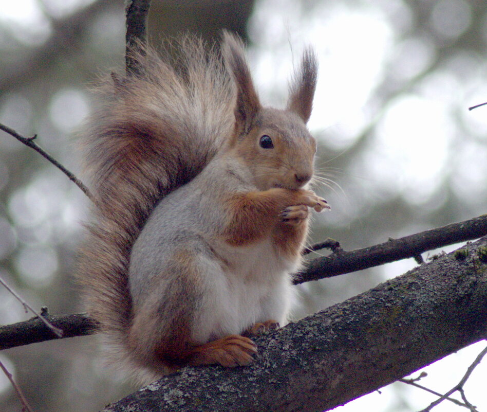 белка - Сергей Владимирович Егоров