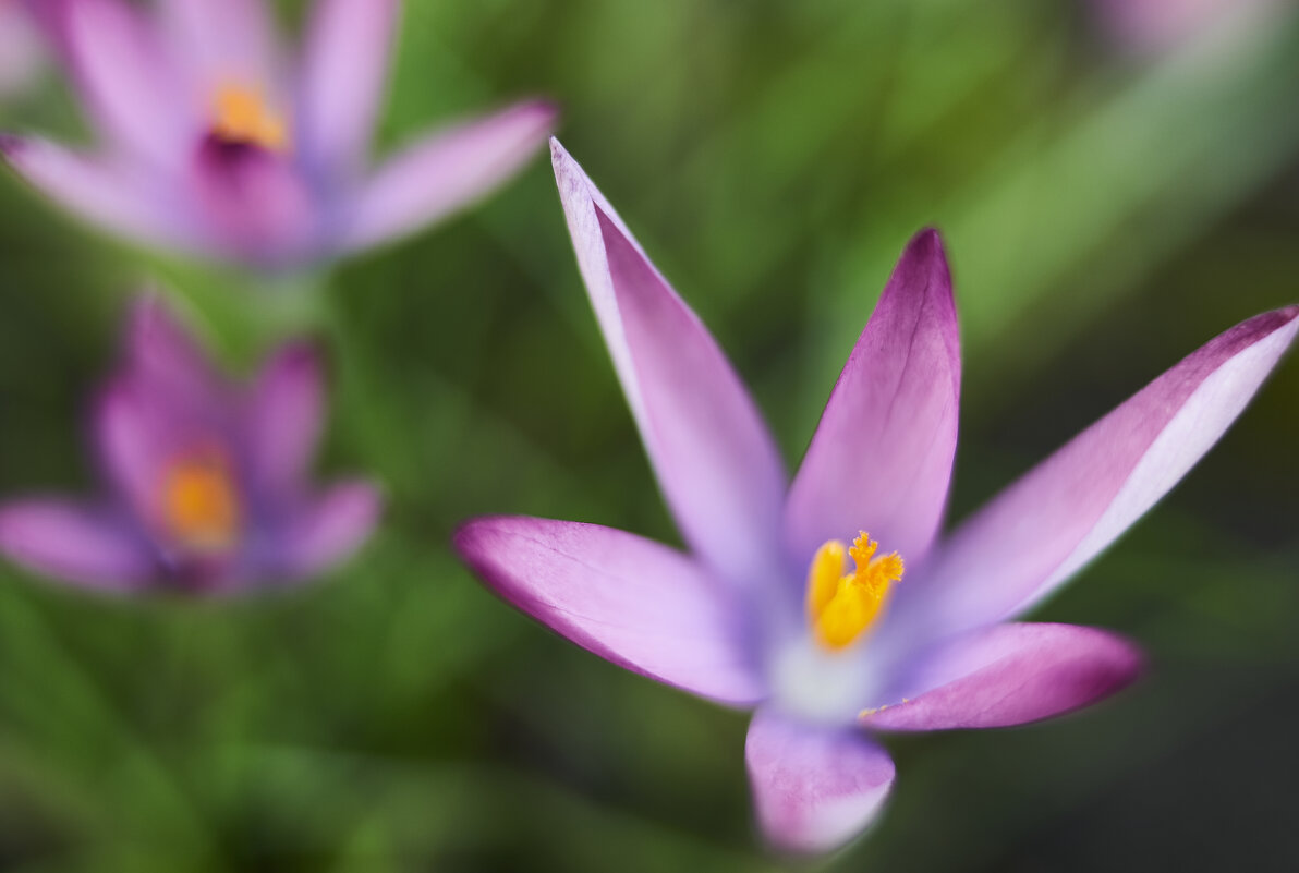 крокусы - Александр Леонов