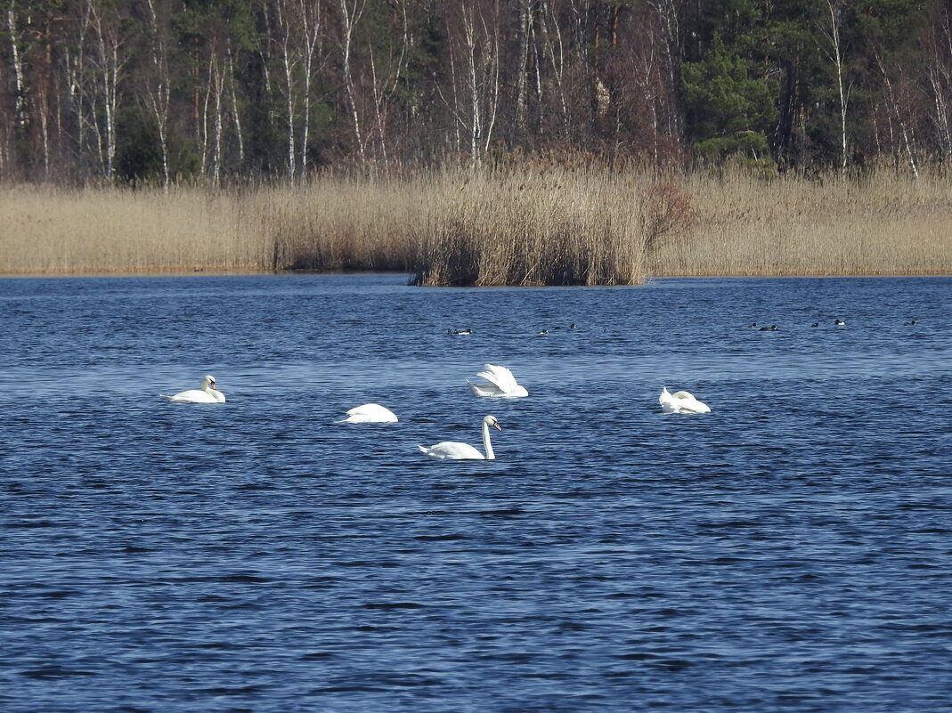 весна - ИННА ПОРОХОВА