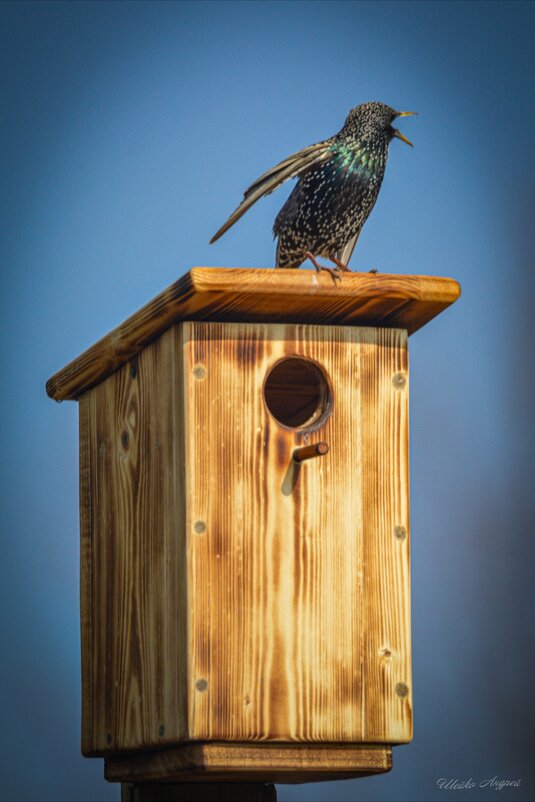 В активном поиске... - Андрей Шейко В активном поиске... - Андрей Шейко