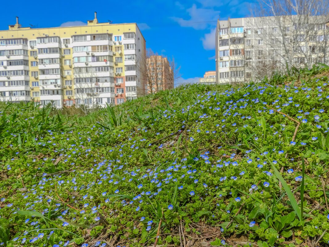 весенние цветы на окраине города - Алексей Меринов