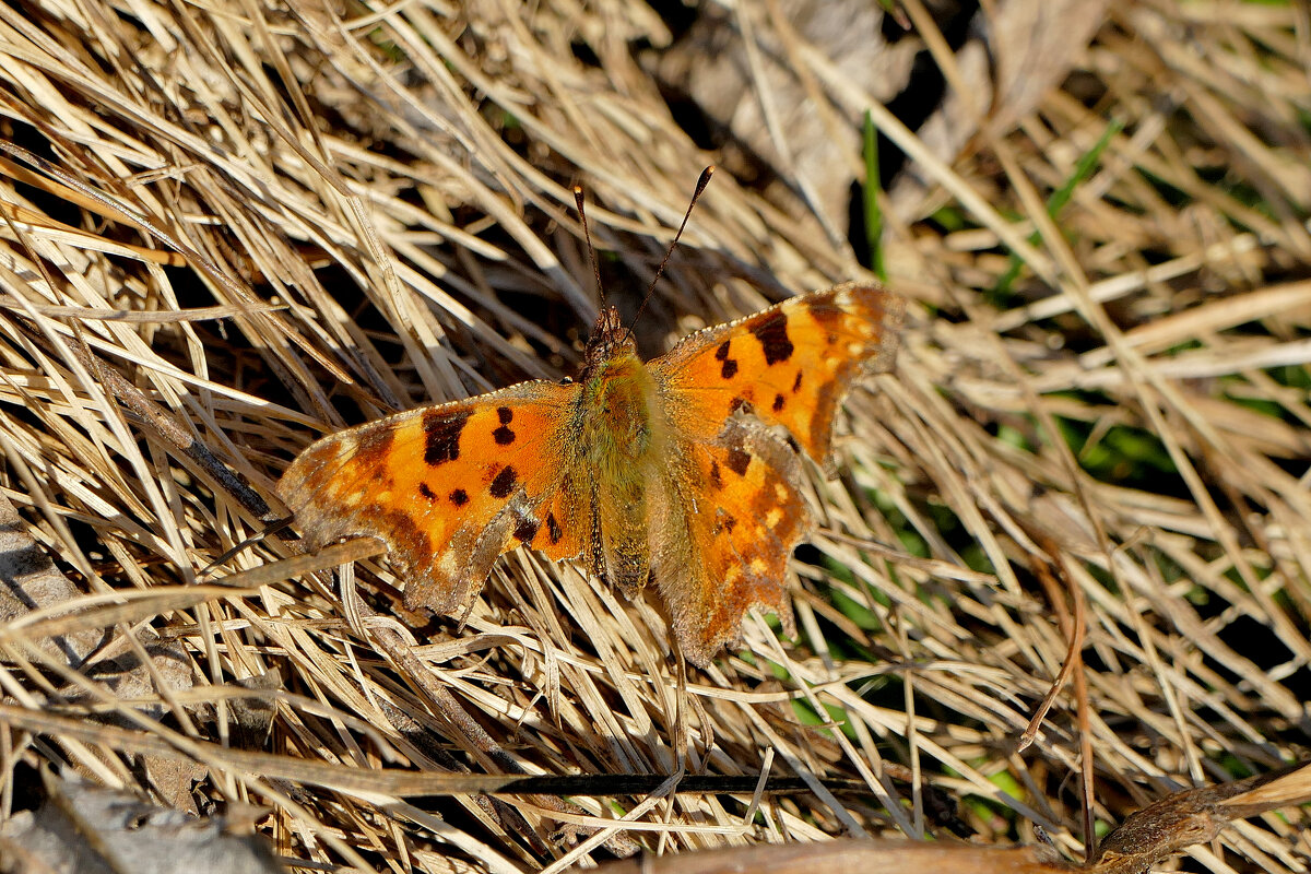 Бабочки марта 2025 1 - Александр Прокудин Бабочки марта 2025 1 - Александр Прокудин