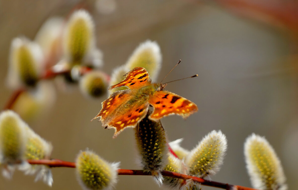 Бабочки марта 2025 5 - Александр Прокудин Бабочки марта 2025 5 - Александр Прокудин