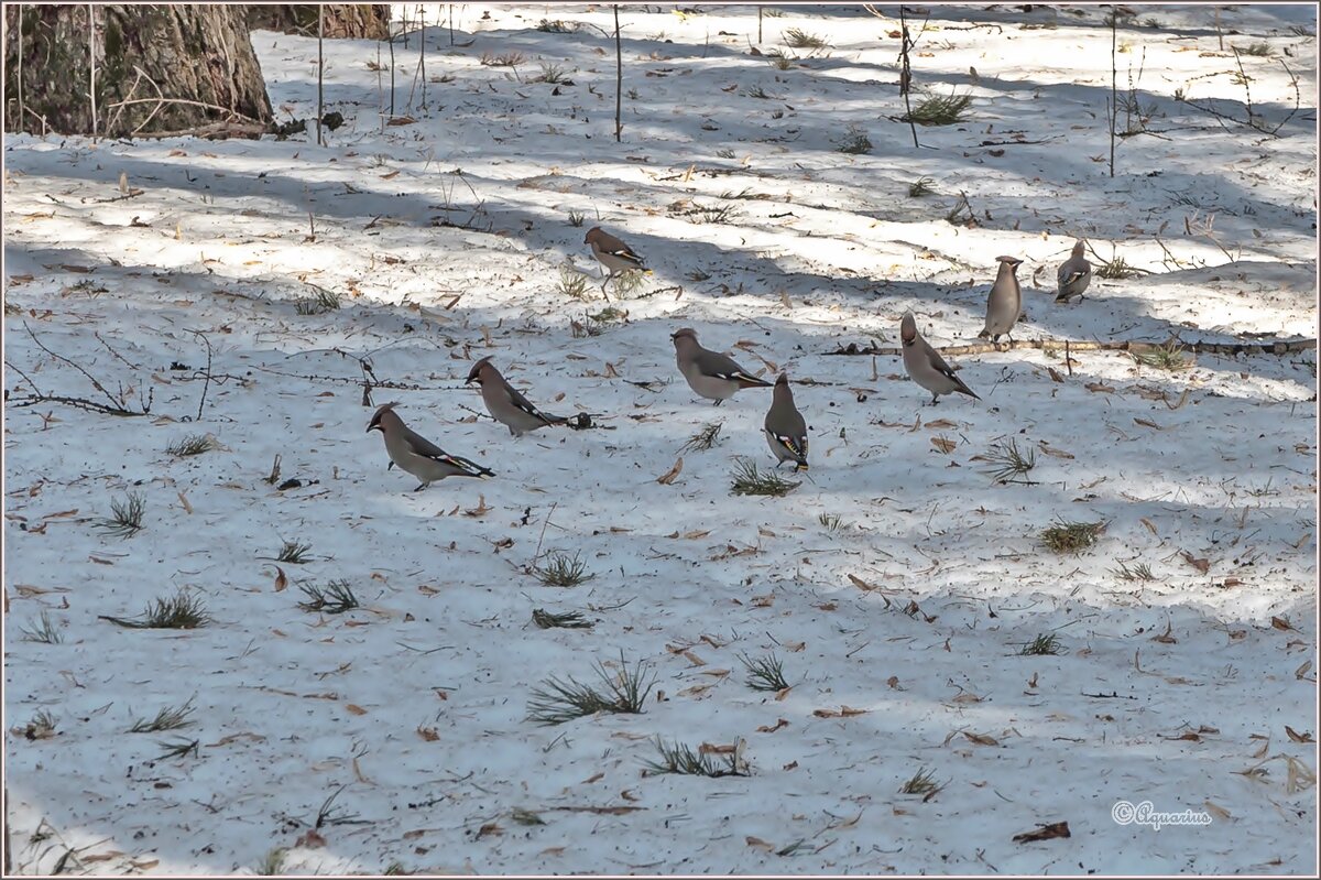 Последние дни марта - Aquarius - Сергей