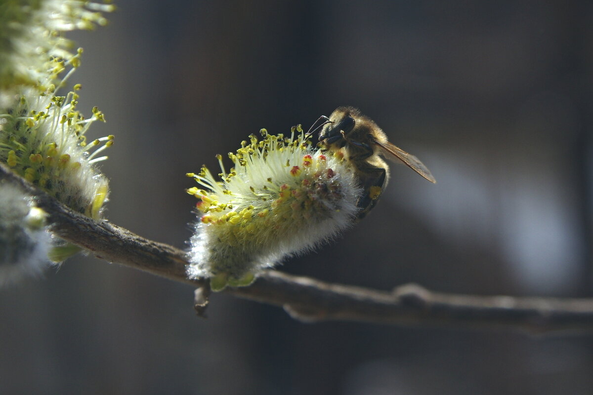 пчела - Сергей Швечков пчела - Сергей Швечков