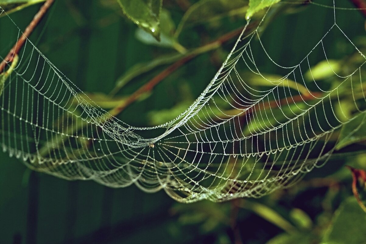 паутина - Сергей Швечков