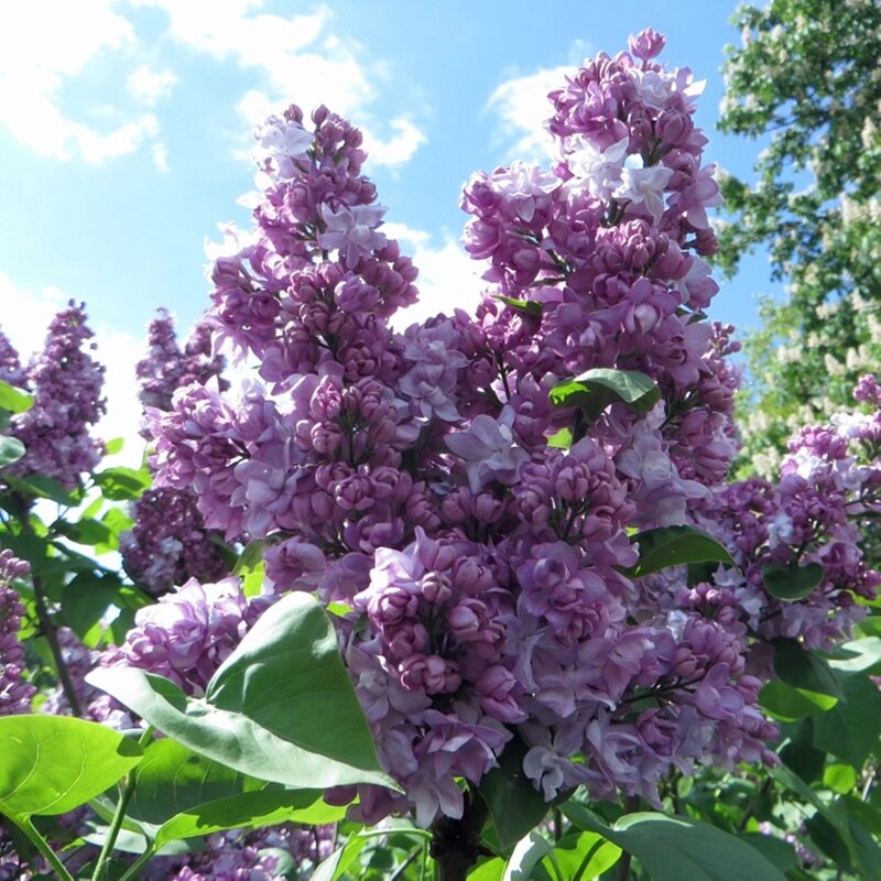 сирень - марта Камушкина сирень - марта Камушкина