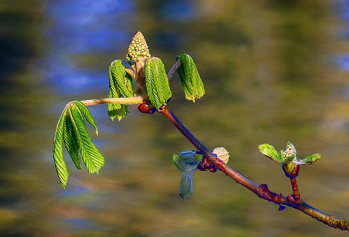 ***** - Андроник Александр 