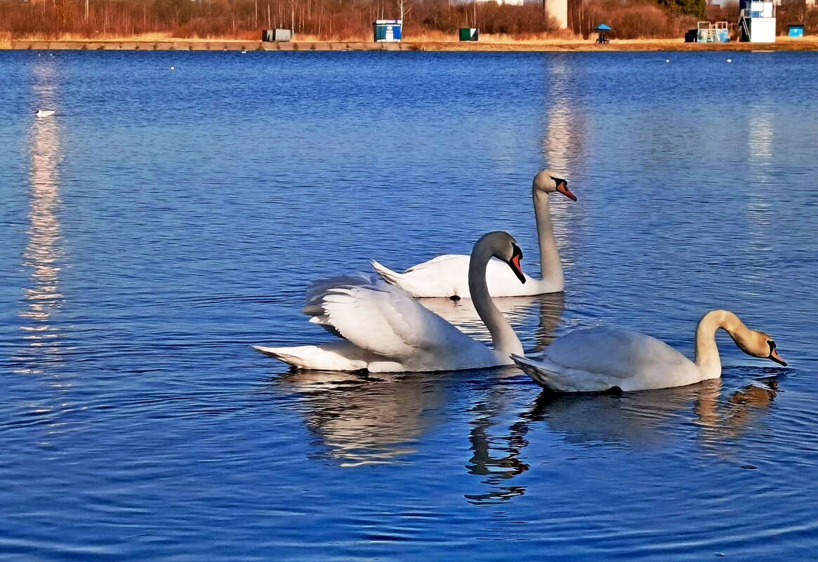 Какая грация! - Vladimir Semenchukov Какая грация! - Vladimir Semenchukov