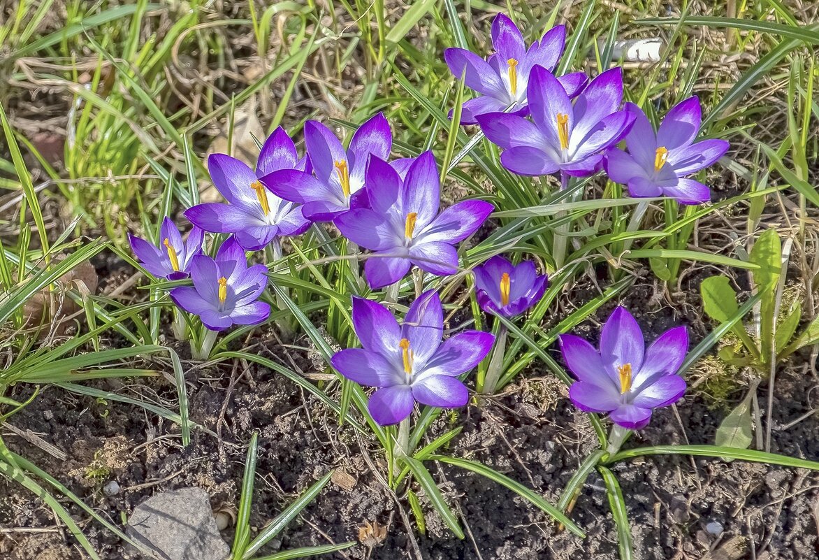 Созвездие крокусов - Валерий Иванович Созвездие крокусов - Валерий Иванович