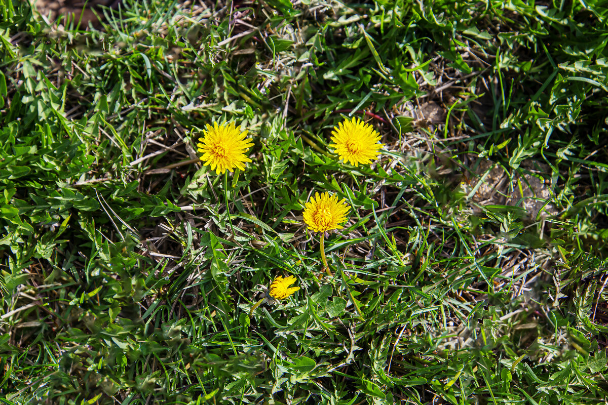 Одуванчик - Анатолий Чикчирный