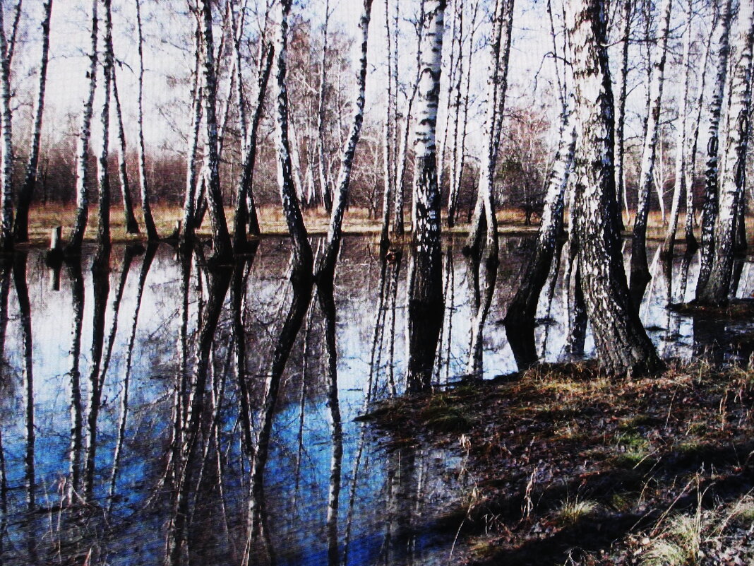 Утонули берёзки - Людмила Смородинская Утонули берёзки - Людмила Смородинская
