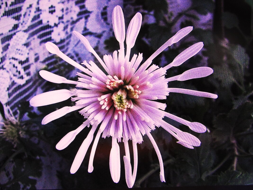 .Комнатная хризантема - Людмила Смородинская .Комнатная хризантема - Людмила Смородинская